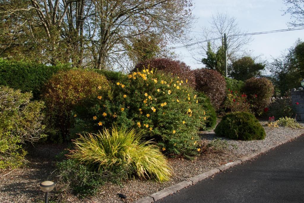 Innisfree B&B Bunratty Esterno foto