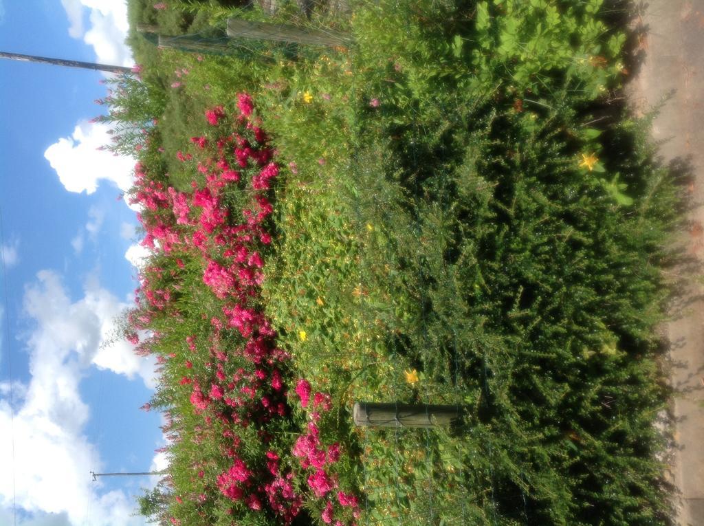 Innisfree B&B Bunratty Esterno foto