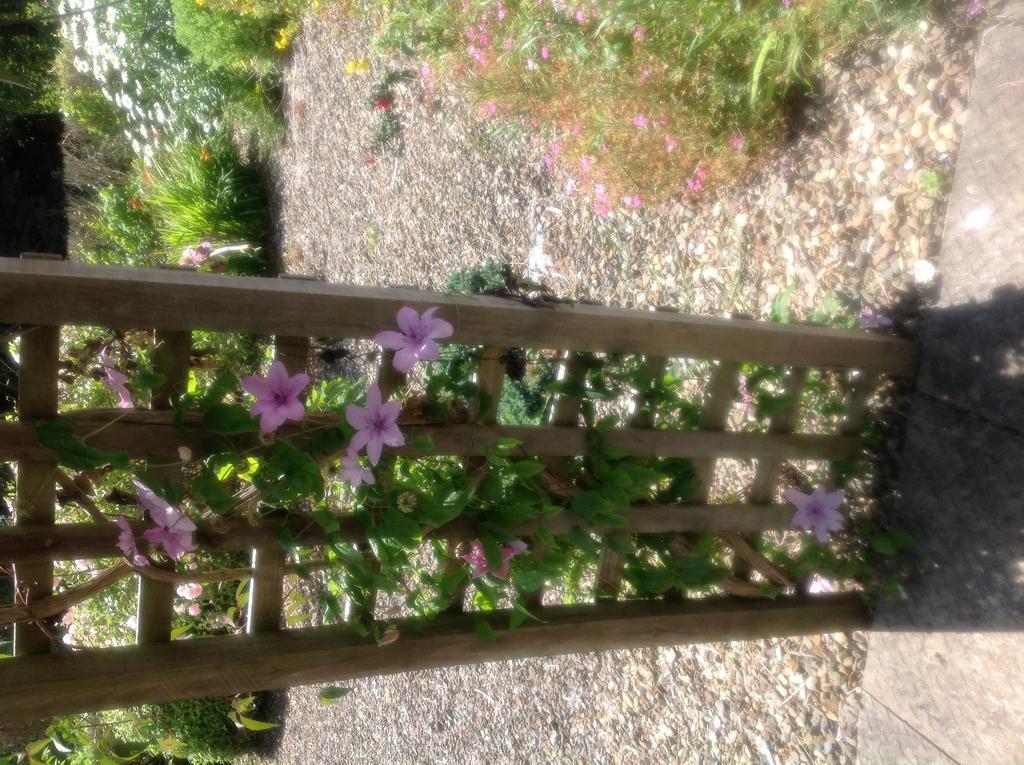 Innisfree B&B Bunratty Esterno foto