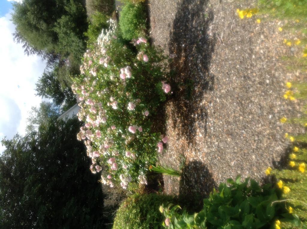 Innisfree B&B Bunratty Esterno foto